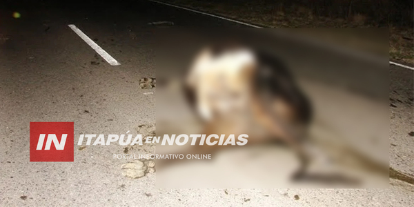 DOS ACCIDENTES DE TRÁNSITO INVOLUCRAN CHOQUE CONTRA ANIMALES VACUNOS - Itapúa Noticias