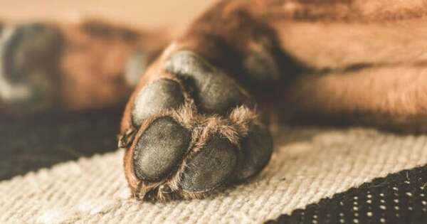 La Nación / Rescatistas de animales denuncian robo de vehículo y piden intervención de autoridades
