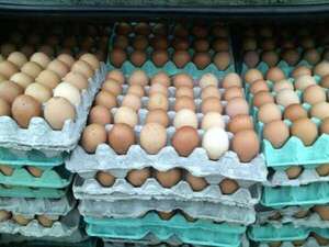 PLANCHA DE HUEVOS PASA LOS 30 MIL GUARANÍES