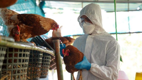 Paraguay evalúa el riesgo epidemiológico por casos de gripe aviar en el norte de Argentina