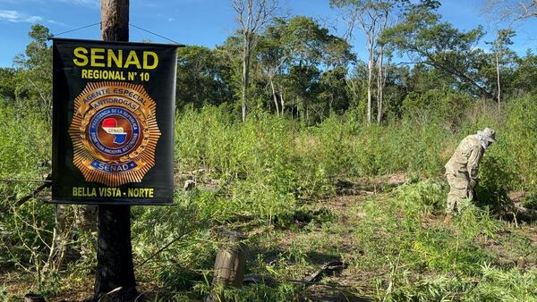 SENAD ingresa a desmantelar narcocampamentos en Bella Vista Norte, Amambay - 1000 Noticias
