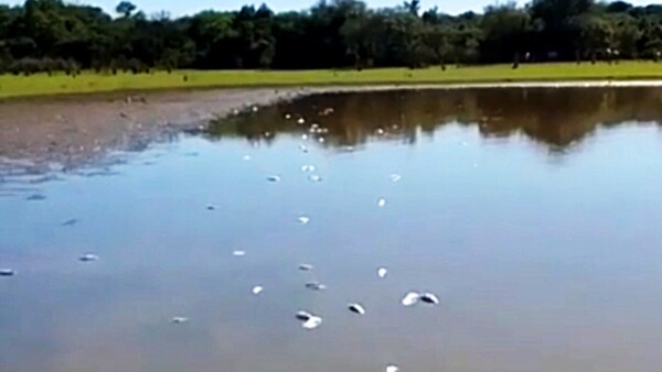 Acusan a arroceros por mortandad de peces