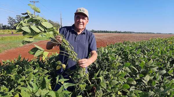 Productores de soja enfrentan una grave crisis por sequía y precio - Económico - ABC Color