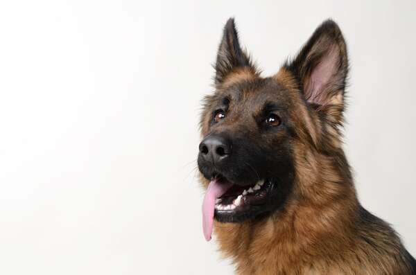 Cómo reconocer una torsión gástrica en perros: síntomas y acción inmediata - Mascotas - ABC Color
