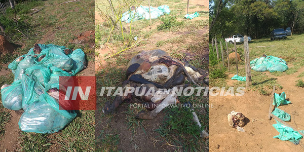 FAENARON Y EMPAQUETARON GANADO EN CNEL. BOGADO - Itapúa Noticias