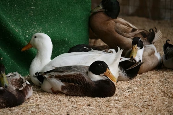 Alerta en el país por brote de H5N1 en Argentina
