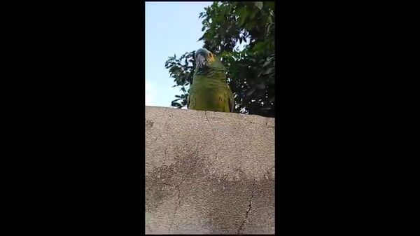 (Video) ¡Caramba, siga py! La simpática discusión entre una señora y un loro que se volvió viral