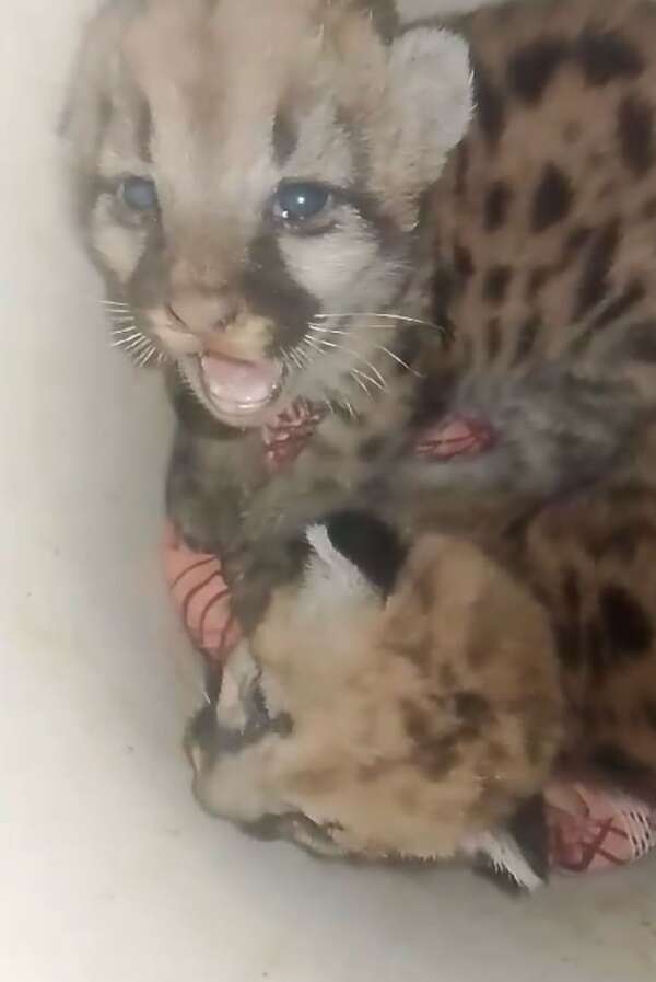 Video: denuncian intento de venta ilegal de dos cachorros de puma - Nacionales - ABC Color