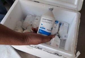 Buenas prácticas de conservación de vacunas es clave para una inoculación eficiente