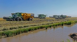 Resaltan potencial productivo y comercial del arroz nacional