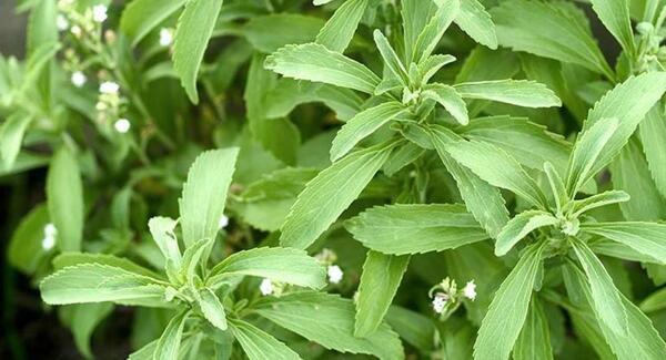 Pequeños productores siguen impulsando el cultivo de stevia