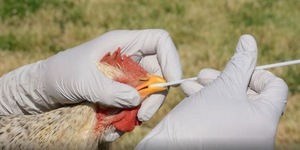 Senacsa activó "alerta máxima" ante caso de gripe aviar en Chaco argentino - 1000 Noticias