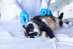 Enfermedad renal en gatos: cómo detectar los primeros signos  - Mascotas - ABC Color