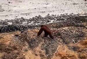 Orangután perdido en una mina de carbón en en Indonesia: ¿a causa de la desforestación? - Ciencia - ABC Color