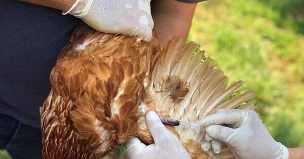 Diario HOY | Alerta sanitaria en Paraguay por gripe aviar en Argentina