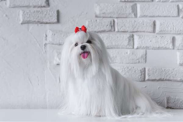 Raza de perro Bichón maltés, un elegante compañero que te hará sonreír - Mascotas - ABC Color