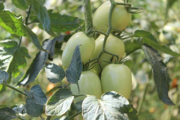 Intensifican monitoreo técnico en cultivos de tomate para fortalecer producción nacional - MarketData