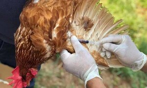 Alerta sanitaria en Paraguay por gripe aviar en Argentina – Prensa 5