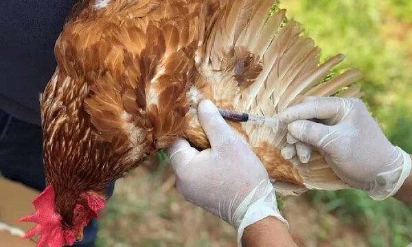 Alerta sanitaria en Paraguay por gripe aviar en Argentina – Prensa 5