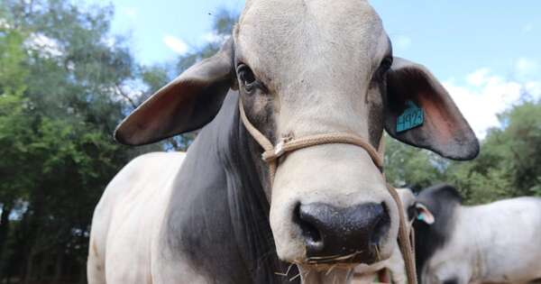La Nación / Por sequía trasladan más de 30 mil animales al Chaco y suman costos al sector ganadero