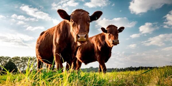 Precio del novillo creció 30% en seis meses y ya casi toca los US$ 4 dólares por kilo | Agronegocios | 5Días