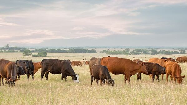 Critica situación de sequía en el Chaco obliga a ganaderos a trasladar sus animales | Agronegocios | 5Días