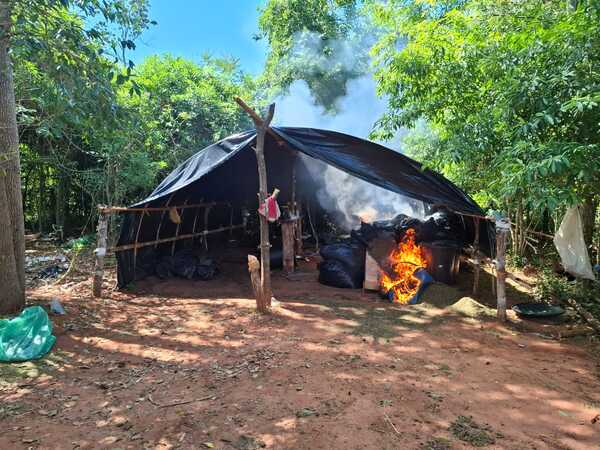 Desmantelan sofisticado campamento con marihuana de alta pureza en Amambay - ADN Digital
