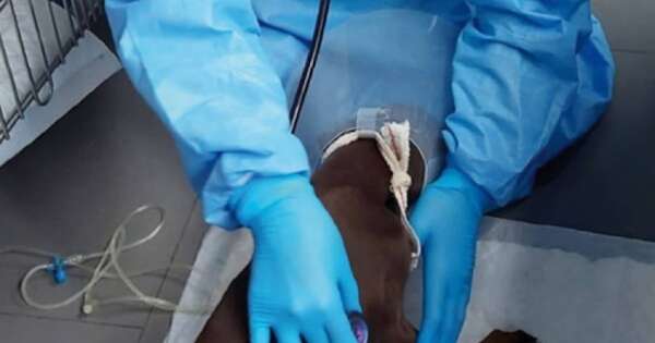 Diario HOY | CDE: imputan a un octogenario por balear al perro de su vecina