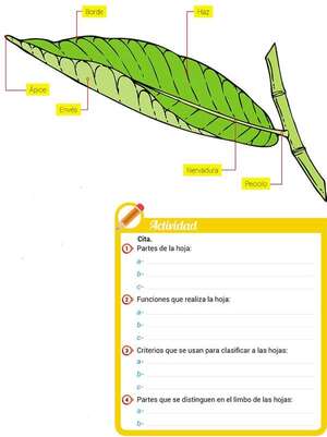 Las hojas: partes y funciones - Ciencias de la Naturaleza y de la Salud Tercer Ciclo - ABC Color