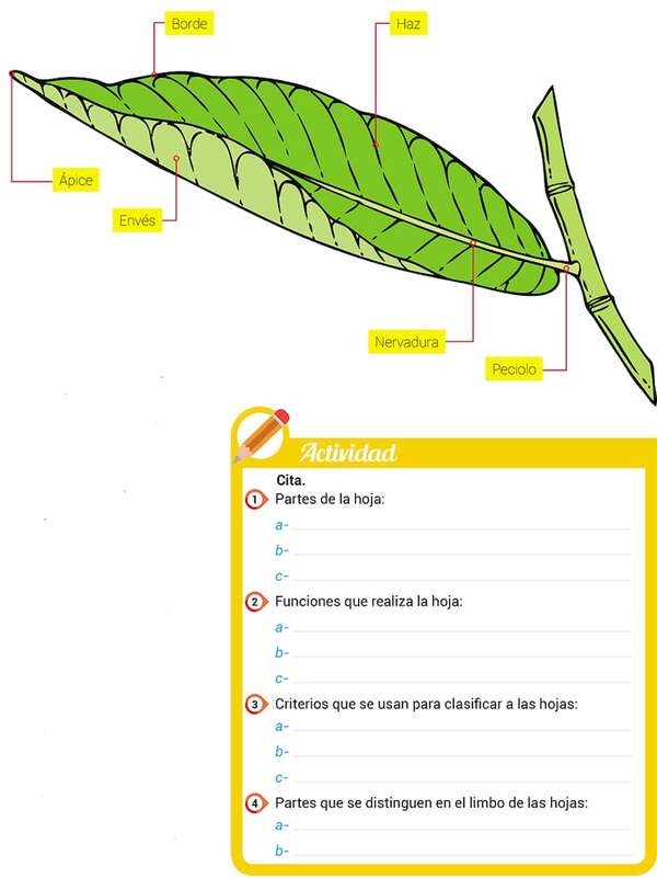 Las hojas: partes y funciones - Ciencias de la Naturaleza y de la Salud Tercer Ciclo - ABC Color