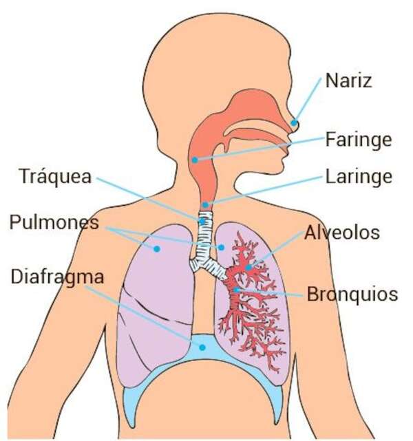Partes del sistema respiratorio: cómo funcionan y cuál es su función - Ciencias de la Naturaleza y de la Salud Tercer Ciclo - ABC Color