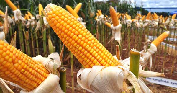La Nación / Zafra 2024: exportaciones de maíz cayeron 50 % en el último semestre