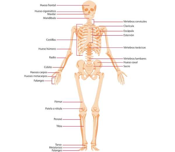 ¿Qué es el aparato locomotor? - Ciencias Naturales Segundo Ciclo - ABC Color