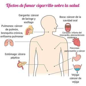 Daños del tabaco a la salud - Ciencias de la Naturaleza y de la Salud Tercer Ciclo - ABC Color