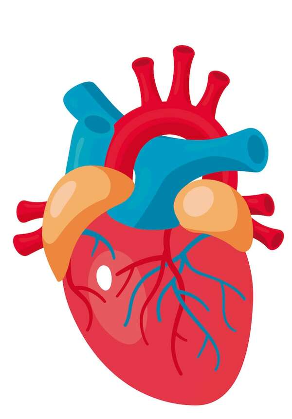 Día Mundial del Corazón - Ciencias de la Naturaleza y de la Salud Tercer Ciclo - ABC Color