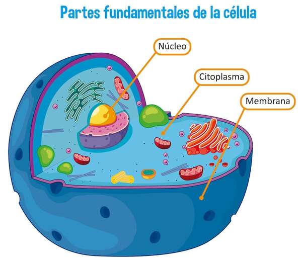 Partes y funciones de la célula - Ciencias Naturales Segundo Ciclo - ABC Color
