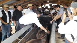 Lanzan campaña de vacunación contra la fiebre aftosa e implementan el SIAP en Pilar - Nacionales - ABC Color