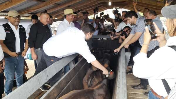 Lanzan campaña de vacunación contra la fiebre aftosa e implementan el SIAP en Pilar - Nacionales - ABC Color