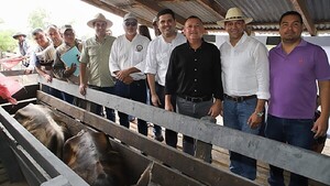 Vacunación contra la aftosa llegará a 13 millones de bovinos
