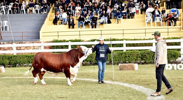 SIAP: Establecen disposiciones especiales para bovinos puros de pedigree