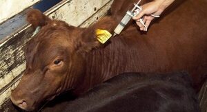 Inició el periodo de vacunación contra la fiebre aftosa
