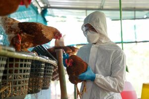 Uruguay en alerta sanitaria por gripe aviar en Argentina