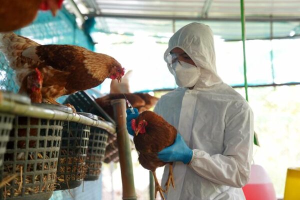 Uruguay en alerta sanitaria por gripe aviar en Argentina
