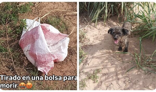 Un perrito fue abandonado en una bolsa en la rivera de San Antonio