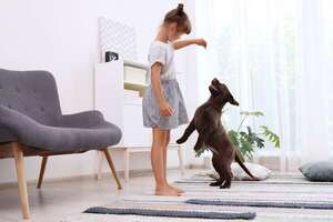 Conocé mejor al Labrador Retriever, el perro perfecto para familias con niños - Mascotas - ABC Color