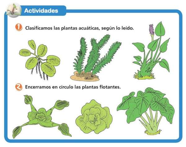 Plantas acuáticas - Medio Natural y Salud Primer Ciclo - ABC Color