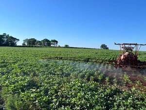 Proyección de mejora en el nivel de precipitaciones favorecerá la campaña agrícola - Economía - ABC Color
