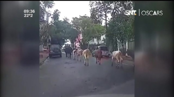 Vacas sueltas recorren Encarnación y preocupan a vecinos - SNT