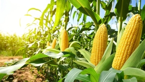 Zafra 2024: exportaciones de maíz cayeron 50 % en el último semestre