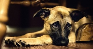 Imputan a un anciano que disparó a un perro frente a su pequeña dueña